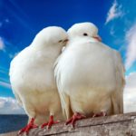 Love-Birds-Wallpapers-HD1-1024×640