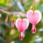6916850-pink-heart-flowers