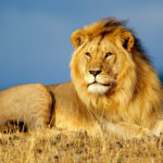 african_lion_king-wide